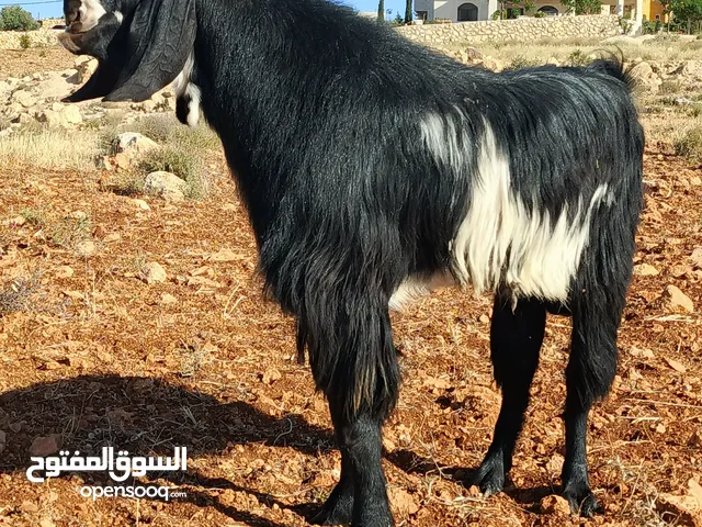 متاح ثني حبات أقرع فحل نخب أول قطعه ومده وجهامه كفاله هداد يقوم ب100راس الله يبارك لصاحب النصيب