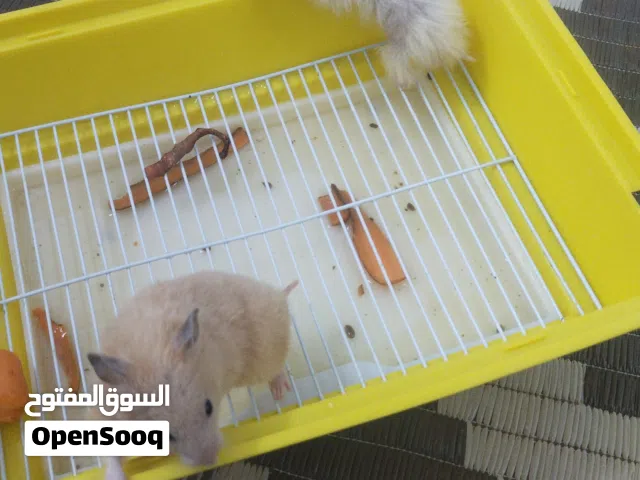 زوج هامستر للبيع