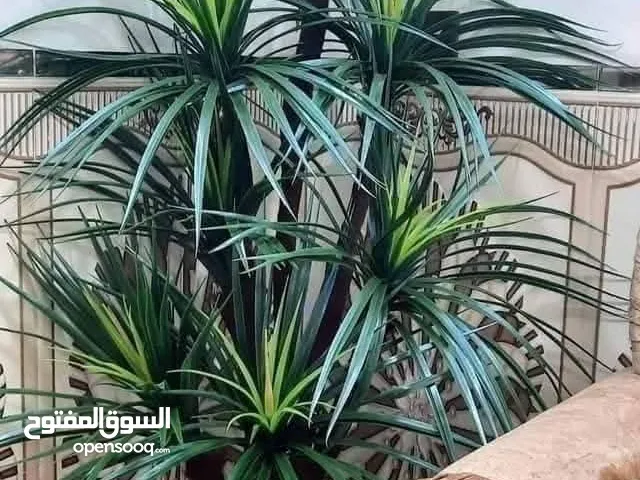 اشجار زينه للبيع
