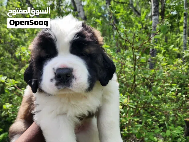 Purebred Saint Bernard Puppy Healthy, Fluffy & Ready for a Loving Home.