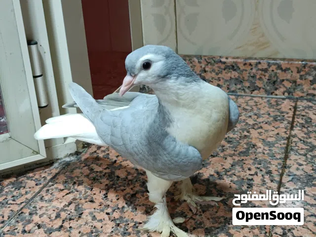 زوج مخاليف حمام (لاهور) بطريق فضي نقي خط أول للبيع