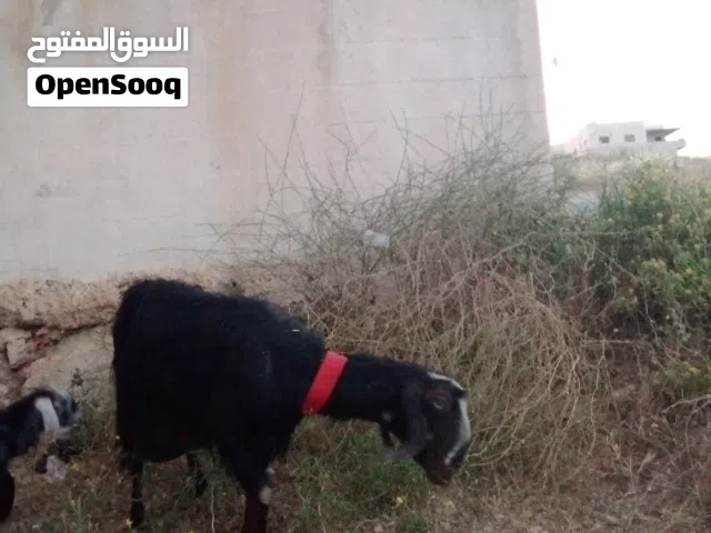 عنز للبيع الموقع عمان بدر الجديده