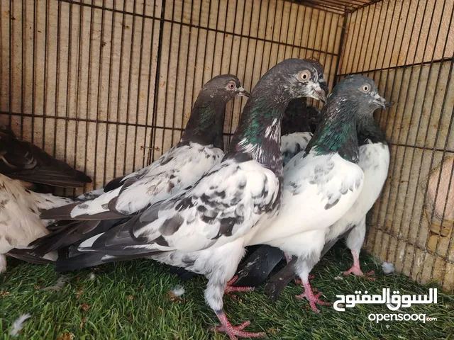 للبيع حمام بكستانيات نسل مختلف
