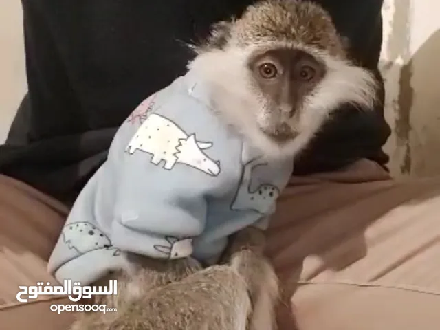 قرد مروض للبيع