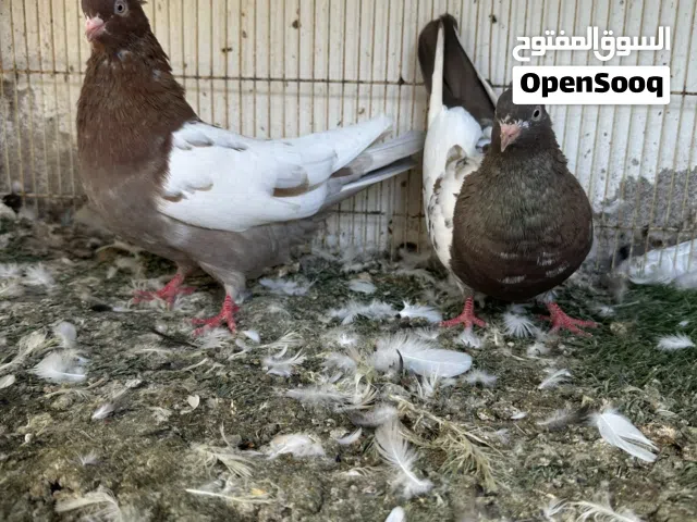 إيراني سينا