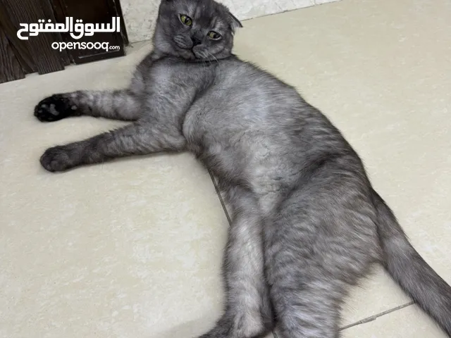 قطة للتبني
