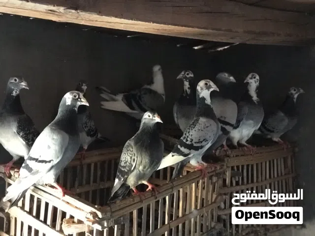 حمام جمعيات شغال حمام تب مفهوش غلطه بيع اجواز