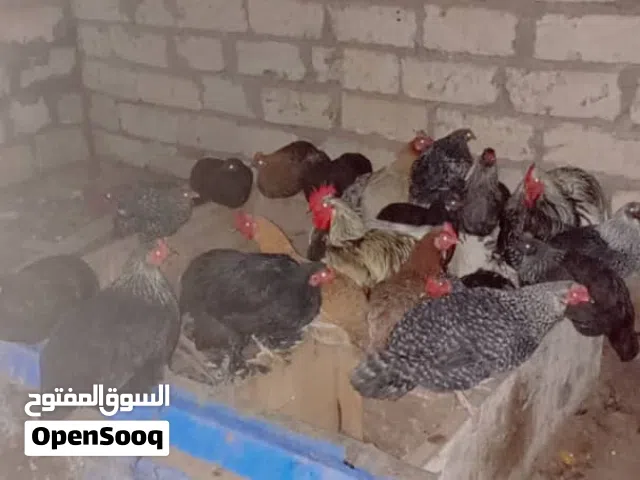 دجاج للبيع
