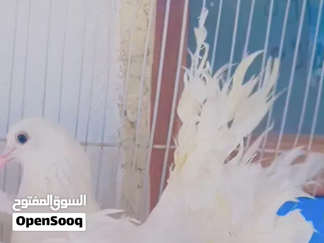 كوبيه تونسي الله يبارك مصقورة ضوا عليا دحي