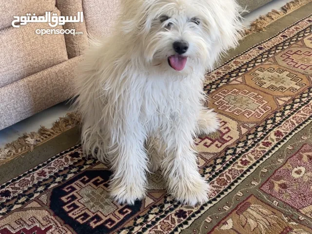 كلب جيرمن شيبرد