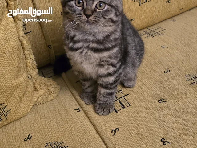 ذكر سكوتش جولدن بمستوى عالي