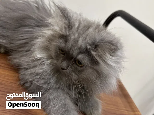 قطوس شيرازي للبيض:روسي الرصاصي