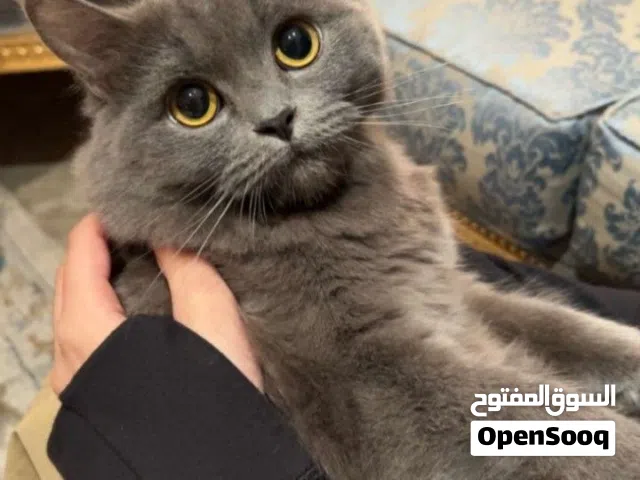 قطة شيرازي للبيع العمر: 3–4 أشهر اللون: (رمادي-رصاصي) الحالة: صحية، لعوبة، وأليفة هواي تأكل