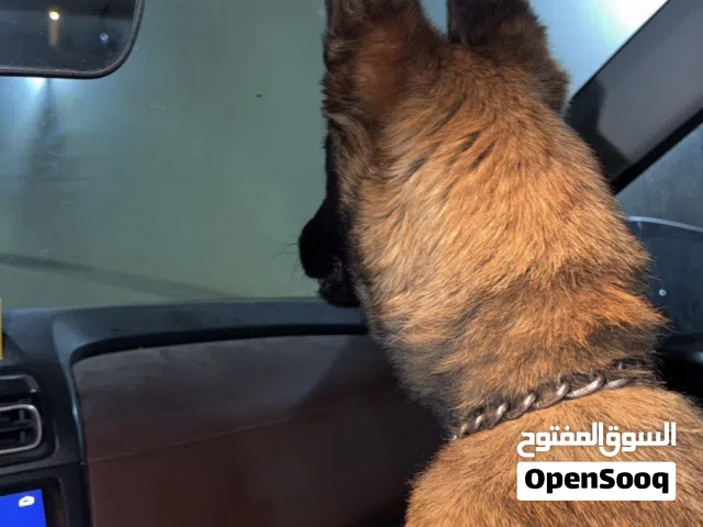 ملينوا أنتيه