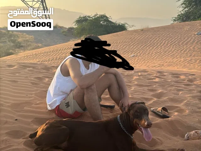 العمر ثمان شهور حق حراسه مدرب على خفيف هجوم شرس