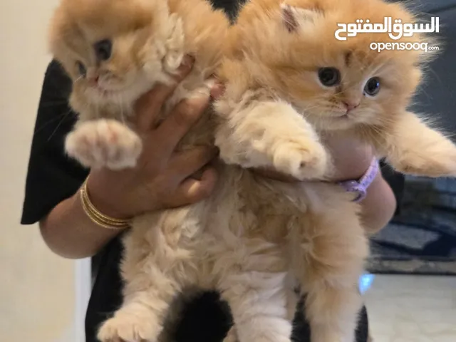قطط كتن بيرجن ،، سكوتش فولد
