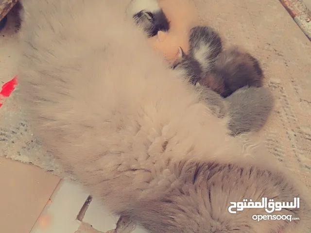 قطه شيرازيه مع أولادها