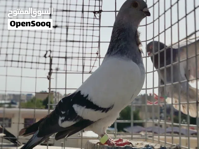 ارافل للبيع