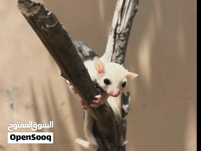 مطلوب أنثى شوقرقلايدر لوستيك