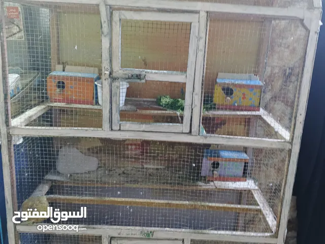 قفص طيور نظيف كبير مترين طوله وعرضه متر ونص سعره مناسب