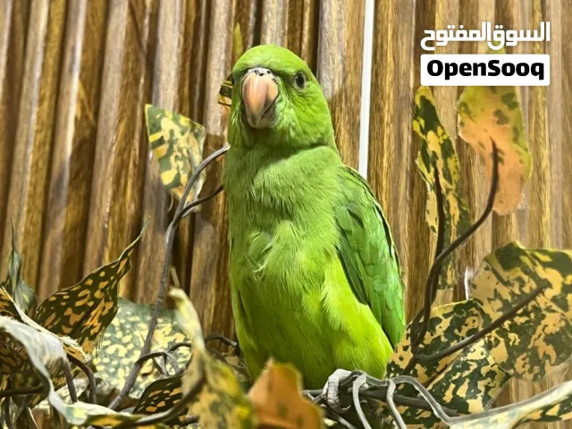 ببغاء ذرة هندي