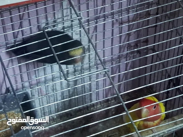 تشكيله عصافير العنوان مخيم حطين اشي تحتيه بيض وشي تحتيه زغاليل
