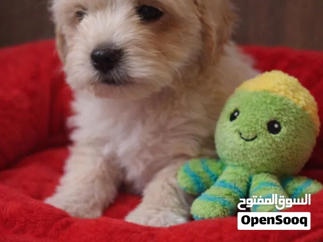 toy maltipoo