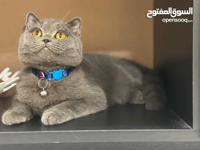 للبيع قطة سكوتش سنجل ستريت انثى