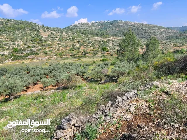 Farm Land for Sale in Ramallah and Al-Bireh Mazri' Al-Nubani