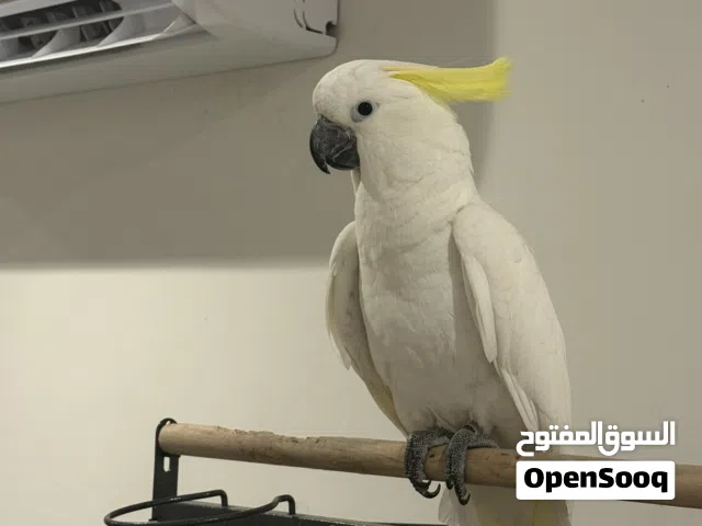 Cockatoo sulphur crested كوكاتو سلفر كرستد