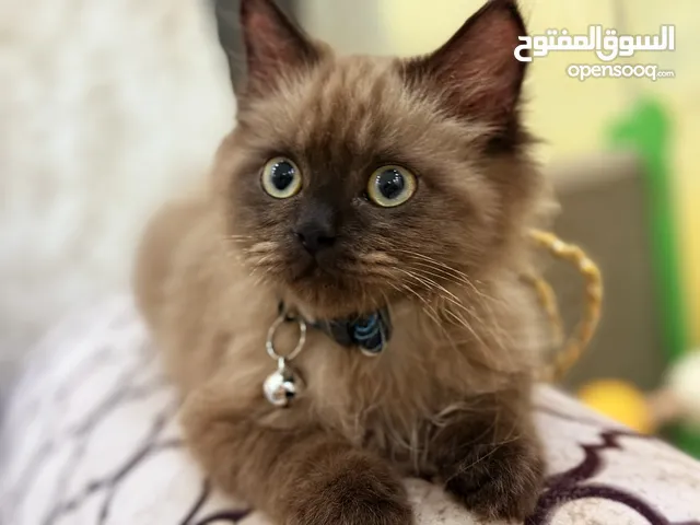 قط هيملايا اليف العمر 4 شهور
