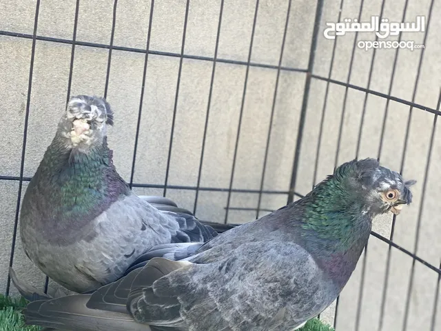 حمام زينة أوزبك