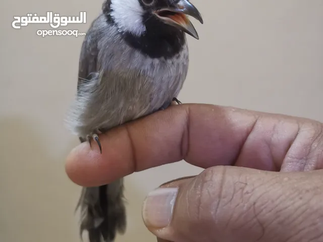 للبيع متوه وبلبول بحريني