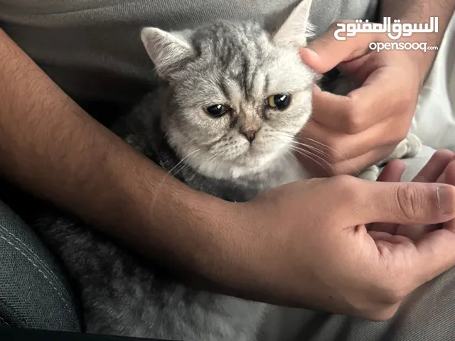 تبني سكوتش فولد دلوعه وحنونه