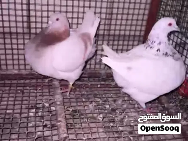 ازواج تاكسن فواخر
