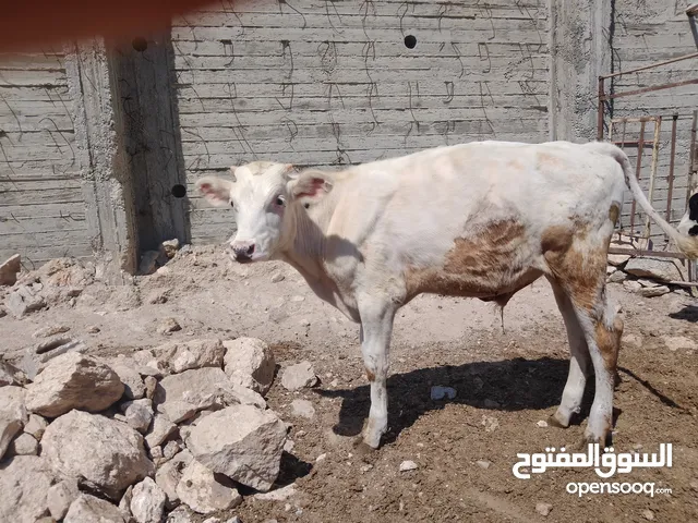 عجل لون ابيض صلات النبي عجله عميه صلات النبي عليهن عمرهن ست شهور