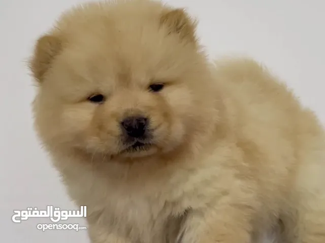 Best quality chow chow