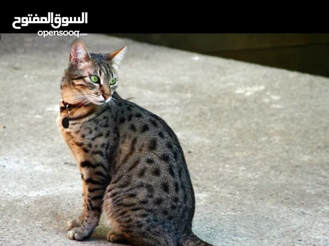 قط فرعوني مصري