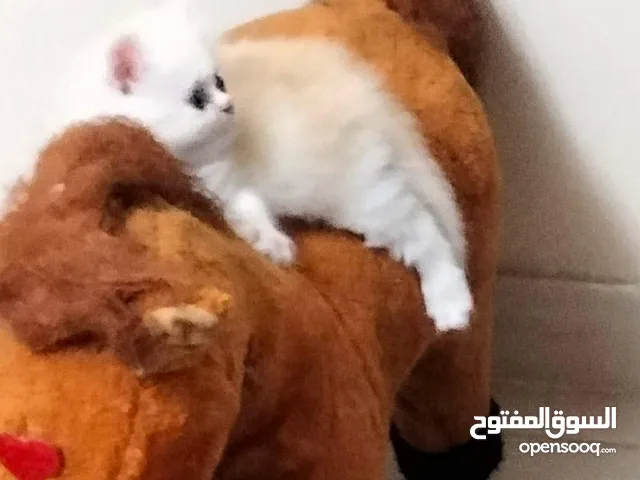 قطه شيرازى عمر شهر و10  ايام بيضاء اللون وعيونها زرقاء