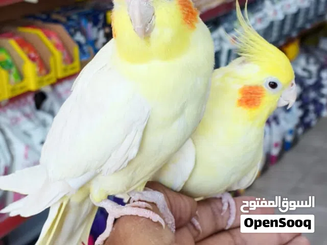 ببغاء كوكتيل اليف ولعوب