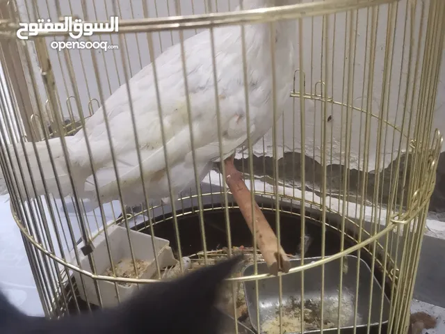 بيع سريع دجاج مع القفص السعر موجود الدجاج صحته جيد