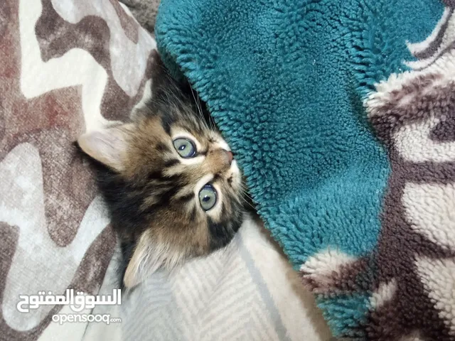 قط ذكر للبيع