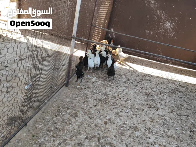 فلاليس عربيات