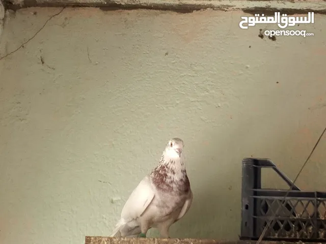 طير تار صح او نظافه