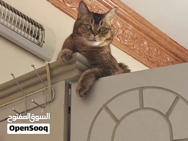 بريتش شرت هير ذكر عمر سنتين بسعر مايتفوت
