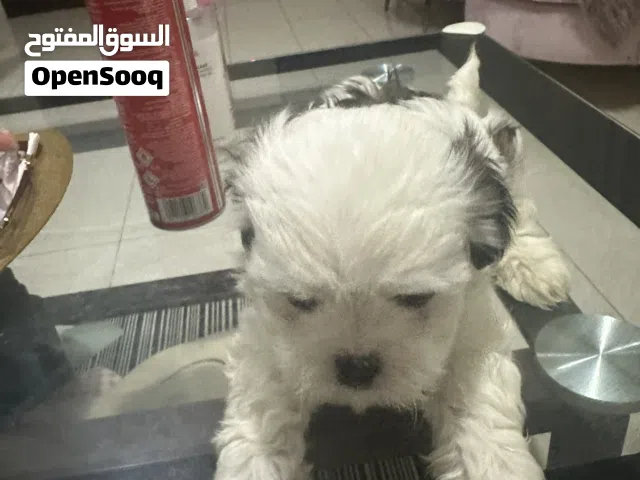 جراء الشيتزو للبيع