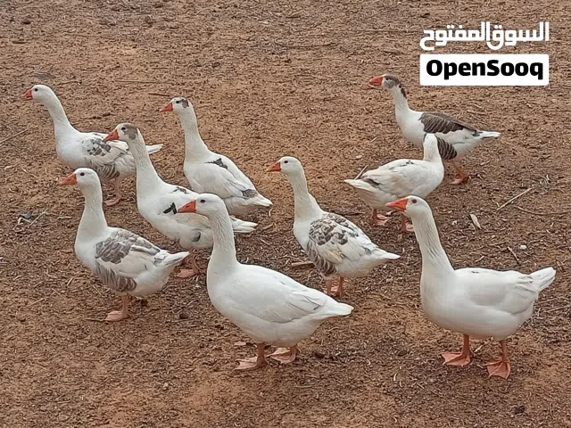 10 وزات للبيع لي أعلا سوم بايع