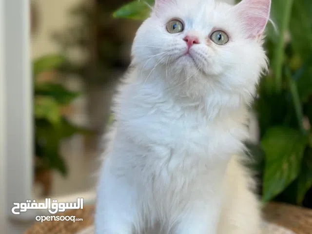 قط شيرازي ابيض للبيع