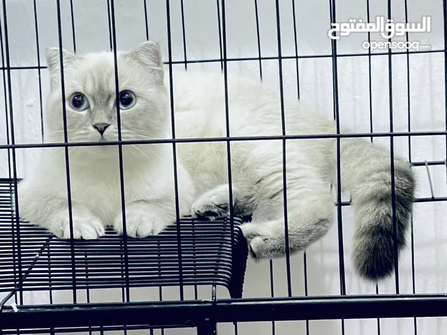 Mix breed for adoption