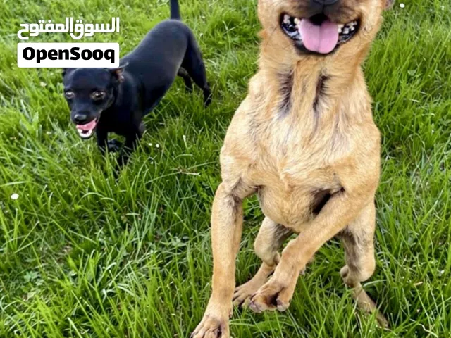 ذكر وأنثى من فصيلة تشيهواهوا